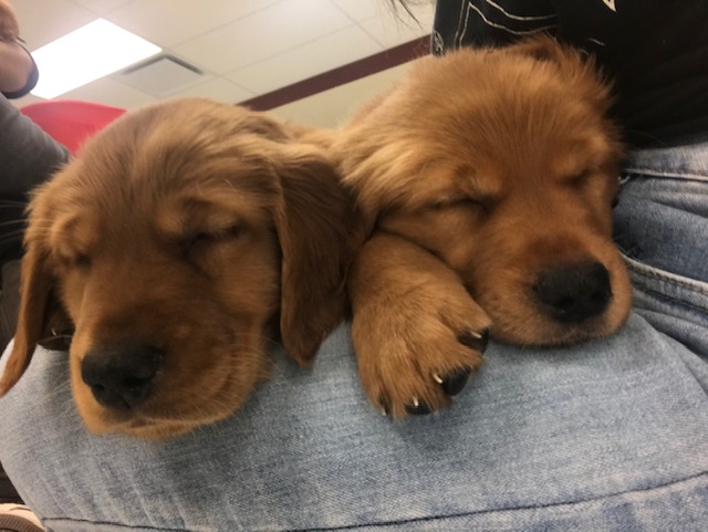 chiens zoothérapie 2